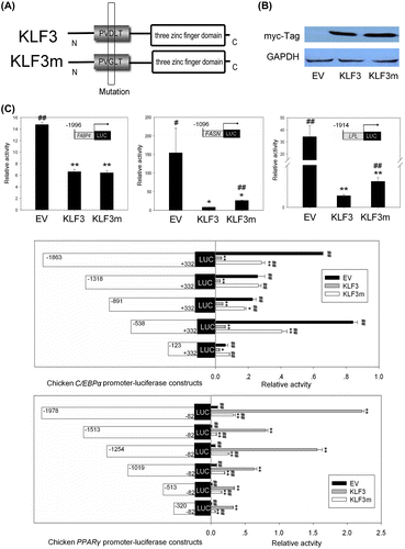 Fig. 4. Effects of KLF3 overexpression on the promoter activities of chicken FABP4, FASN, LPL, C/EBPα, and PPARγ in DF1 cells.Notes: (A) Schematic diagram of chicken KLF3 and its mutant, KLF3m. (B) Western blot analysis of KLF3 and KLF3 mutant in DF1 cells transfected with pCMV-myc (empty vector, EV), pCMV-myc-gKLF3, and pCMV-myc-gKLF3m. (C) Effects of KLF3 and KLF3m overexpression on the promoter activities of chicken FABP4, FASN, LPL, C/EBPα, and PPARγ. Luciferase assays were conducted in DF1 cells cultured in 12-well dishes. Promoter activities are expressed as ratios of firefly/renilla luciferase activity. Asterisks indicate significant differences between the other groups and the control group, which was transfected with pCMV-myc (empty vector, EV) (*p < 0.05; **p < 0.01). The number signs indicate significant differences between the other groups and the group transfected with pCMV-myc-gKLF3 (KLF3) (#p < 0.05; ##p < 0.01). EV indicates the control group that was transfected with pCMV-myc, KLF3 indicates the group transfected with pCMV-myc-gKLF3, and KLF3m indicates the group transfected with pCMV-myc-gKLF3m.
