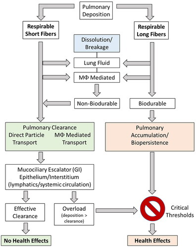 Figure 1. Mechanisms by which respirable short or long fibers clear from or persist in the lungs and pose a risk of non-carcinogenic and carcinogenic health effects. Respirable long biodurable fibers accumulate and persist in the lungs because of reduced dissolution and breakage and evasion of direct or macrophage-mediated transport out of the lungs. Whereas respirable short fibers or respirable biosoluble fibers undergo dissolution and cellular/acellular transport mechanisms to clear from the lungs (in non-overload conditions) and not pose a risk pulmonary health effects.