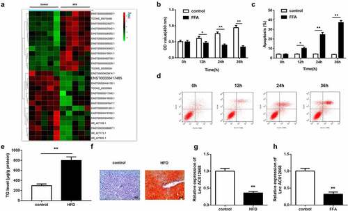 Figure 1. NAFLD models established to investigate changes in AC012668 expression. (a) Heat map of differentially expressed lncRNAs in NAFLD. (b) Cell viability and (c and d) apoptosis of LO2 cells treated with FFA. (e and f) Oil-Red O staining image and TG level in the liver tissues of HFD mice. (g) AC012668 expression levels in the liver tissues of HFD mice. (h) Expression of AC012668 in FFA-treated cells. *P < 0.05 vs. control; **P < 0.01 vs. control