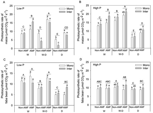 Figure 4. Photosynthesis rate (mean + SE, n = 4) of maize and faba bean in monoculture (Mono) and intercropping (Inter) at low P (A, C) and high P (B, D) supply levels. W, W–D and D represent well-watered (W), alternative well-watered and droughted (W–D) and droughted treatments (D) respectively. Bars topped by the same uppercase letters do not differ significantly among average photosynthesis rate of monoculture and intercropping under different AMF and water treatments according to Tukey’s HSD test at P < 0.05. Bars topped by the same lowercase letters do not differ significantly among different planting patterns with and without AMF inoculation in each water treatment at P < 0.05 according to Tukey’s HSD test.