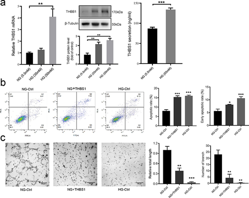 Figure 3 Effects of high glucose on THBS1. (a) Representative image and summary data showing relative THBS1 mRNA and protein expression levels in HaCaT cells treated with normal glucose (NG, 5.5 mM) or high glucose (HG, 35 mM or 50mM) (n = 3), and summary data of protein concentrations of THBS1 secreted into the medium from HaCaT cells cultured in NG or HG medium (n = 4). (b) Examination of total and early apoptosis cells in HaCAT treated with normal medium (NG-Ctrl), NG and added with exogenous THBS1 protein (NG+THBS1) or high glucose medium (HG-Ctrl). Representative image and summary data of the apoptosis cells was assessed by flow cytometry (n = 6). (c) Representative image and summary data of the tube formation assay on HUVECs co-cultured with the conditioned supernatant of HaCaT. Scale bar is 100 µm. Data are described with mean ± SEM, n = 3. *P < 0.05, **P < 0.01 and ***P < 0.001 compared with Ctrl.