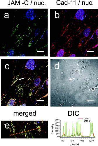 Figure 12 Co-localization of JAM-C with Cadherin-11 in adherent human dermal fibroblast cultures. Fibroblasts were fixed, blocked, and then stained for both JAM-C (green) and Cadherin-11 (red) using rabbit polyclonal and goat polyclonal antibodies respectively. Nuclei are blue in all panels. A, JAM-C staining (green). B, Cadherin-11 staining (red). C, merged images from panels A and B. Yellow indicates areas of JAM-C/Cadherin-11 co-localization. D, corresponding DIC image. E, a line scan bisecting the cell zipper junction of panel C was used to construct a JAM-C (green) and Cadherin-11 (red) intensity histogram. Images were analyzed using Zeiss LSM Image Examiner™ software. All panels were collected and displayed utilizing identical signal detection/gain settings. Scale bars, 10 μm.