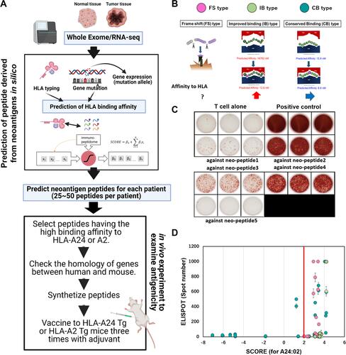 Figure 4 Scheme for the development of personalized neoantigen vaccines at the National Cancer Center. (A) In silico neoantigen prediction algorithm and its antigenicity validation DNA and RNA were extracted from the patient’s tumor tissue, and whole exon analysis and RNA-sequencing analysis were performed using a next-generation sequencer. From the omics analysis of gene mutations and their expression in each patient, neoantigen-derived peptides that can bind to the patient’s HLA were predicted in silico. We developed our own prediction algorithm in collaboration with BrightPath Biotechnology, Inc. A total of 25–50 predicted peptides were synthesized according to the prediction score per patient. For experiments using human HLA-transgenic mice (human HLA-Tg) experiments, peptides with wild-type sequences homologous to mice were selected and used for peptide vaccination with polyIC:LC as an adjuvant. After repeated vaccination with human HLA-Tg, spleen cells were collected, and immune responses to the peptides were evaluated using IFN -ELISPOT assay. (B) Classification of predicted neoantigen peptides by HLA binding affinity. Mutation-derived peptides were classified into three groups: frame shift (FS) type, improved binding (IB) type, and conserved binding (CB) type, based on the change in HLA-binding affinity depending on the location of the mutation in the peptide. (C) Validation of neoantigen peptide antigenicity using human HLA-Tg. Strong induction of immunity to neoantigens 02, 03, and 04 was confirmed. (C) Association between antigenicity prediction scores and immune responses to peptides (D). Correlation between immunogenicity in HLA-A24-Tg and the prediction score of our algorithms in HLA-A24. Each dot shows a peptide that was predicted and assessed for its immunogenicity in vivo. The color of the dots shows the neoantigen types in (B); red is FS type, blue is IB type, and green is CB type.