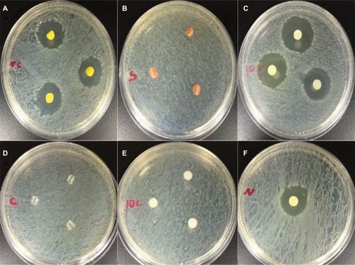 Figure 9 Images of Mueller–Hinton agar disc diffusion assays against Escherichia coli at 24 hours. (A) antibacterial catheter, (B) silver-coated catheter, (C) PDMS–HNT–PEO–nitrofurantoin, (D) 100% PDMS catheter, (E) PDMS–HNT–PEO, and (F) standard nitrofurantoin disc (100 mg).