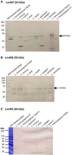Figure 3 Western blot analysis of Listeria surface proteins with (A) Lm407 polyclonal antibody, (B) Lm408 polyclonal antibody, and (C) Lm405 polyclonal antibody. Lm407 and Lm408 polyclonal antibodies reacted with target proteins and also with other proteins while Lm405 polyclonal antibody showed reaction mostly with nontarget antigens.