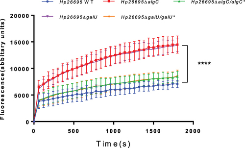 Figure 4 Comparison of EB accumulation in various types of H. pylori strains. The fluorescence intensity was recorded at excitation and emission wavelengths of 545 and 590 nm, respectively, over a 30-min incubation period. The data represents the mean ± SEM of three independent experiments. A paired Student’s t test was performed for comparing the EB accumulation between the WT and gene knockout strains (ΔalgC and ΔgalU). ****P<0.0001.