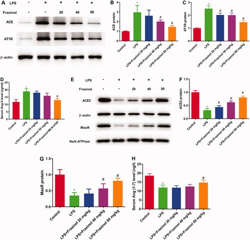 Figure 3. Fraxinol alleviates LPS-induced ALI by equilibrating ACE-Ang II-AT1R and ACE2-Ang (1-7)-Mas in mice. (A–C) The protein expression of ACE and AT1R was measured using Western blot assay. (D) The level of Ang II was detected by ELISA kit. (E–G) The protein expression of ACE2 and MasR was measured using Western blot assay. (H) The level of Ang (1–7) was detected by ELISA kit. *p < 0.05 vs. control group; #p < 0.05 vs. LPS group.