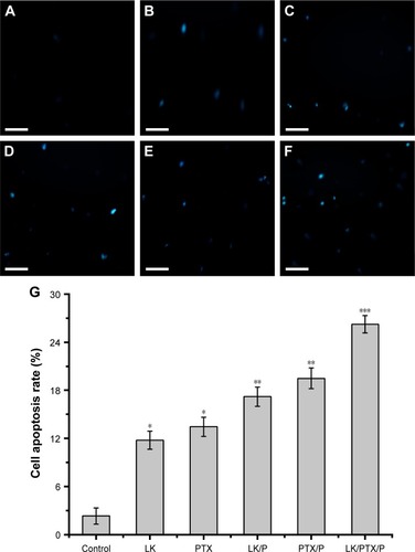 Figure 3 Cell apoptosis.Notes: (A) Control; (B) LK; (C) PTX; (D) LK/P; (E) PTX/P; (F) LK/PTX/P; (G) Cell apoptosis rate. Scale bar 40 µm. Data are expressed as the mean ± SD, n=5. *p<0.01 vs Control, **p<0.05 vs LK or PTX, ***p<0.01 vs LK/P or PTX/P.Abbreviations: LK, lumbrokinase; P, PEG-b-(PELG-g-(PZLL-r-PLL)); PEG-b-(PELG-g-(PZLL-r-PLL)), poly(ethylene glycol)-b-(poly(ethylenediamine l-glutamate)-g-poly(ε-benzyoxycarbonyl-l-lysine)-r-poly(l-lysine)); PTX, paclitaxel.