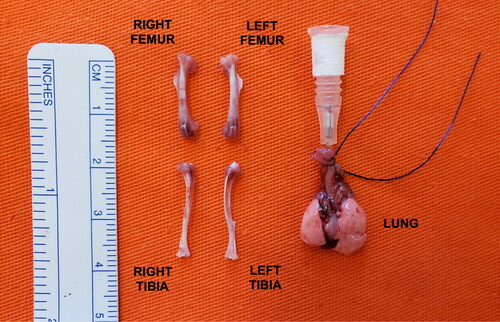 Figure 3. Extracted tissues (femur, tibia and lung). The dissected bones were completely clean from the surrounding tissues to avoid interference in gene expression analysis.