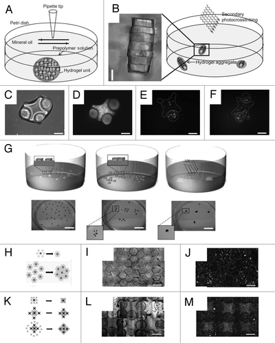 Figure 2 Directed assembly of cell-laden microgels at a two-phase interface. (A–F) Directed assembly in a two-phase reactor. (A and B) Schematic diagram of microgel assembly process: Microgel assembly in a dish containing mineral oil is induced by mechanical agitation (A). Secondary crosslinking is used to stabilize the microgel assemblies by a secondary photocrosslinking (B). Directed assembly of lock-and-key-shaped microgels with cross-shaped microgels stained with green and rod-shaped microgels stained with red (C and D) as well as cross-shaped microgels containing red-stained cells and rod-shaped microgels containing green-stained cells (E and F) (Scale bars, 200 µm). (G–M) Directed assembly on the surface of hydrophobic medium. (G) Microgels are initially randomly distributed on the surface of a high-density hydrophobic medium. Driven by surface tension, microgels self assembled into a sheet-like structure to minimize free energy. Secondary photopolymerization stabilized the structure by crosslinking the microgels to each other (scale bar: 2 cm). (H–J) Assembly of complex building blocks using a central microgel with one cell type surrounded by building blocks of a second cell type. (K–M) Assembly of complex building blocks with controlled co-culture using lock-and-key shaped microgels to better direct the assembly process (scale bar: 1 mm).