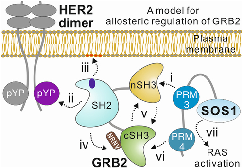 Figure 1. A proposed mechanism for the allosteric regulation of GRB2. Allosteric regulation of GRB2 is a multi-step process that appear to be a functional prerequisite for potential bivalent SOS1 binding. It possibly starts with the interaction of SOS1 proline-rich motif 3 (PRM 3) with GRB2 nSH3 domain (i). The cytosolic, heterodimeric, inactive GRB2-SOS1 complex translocates to dimerized, tyrosine-phosphorylated HER2 receptor, where pYP binding of the SH2 domain (ii) may induce its association with phospholipids of the plasma membrane (iii), as proposed by Park et al. [Citation57]. This event may not only increase the dwell time of GRB2-SOS1 complex at the membrane but rather triggers the release of cSH3 from its interaction with SH2 (iv) and the subsequent back-to-back interaction of cSH3 with nSH3 (v). This cooperative mechanism now allows cSH3 to bind SOS1 PRM 4 (vi) and ultimately induces among other events the SOS1-catalysed RAS activation (vii).