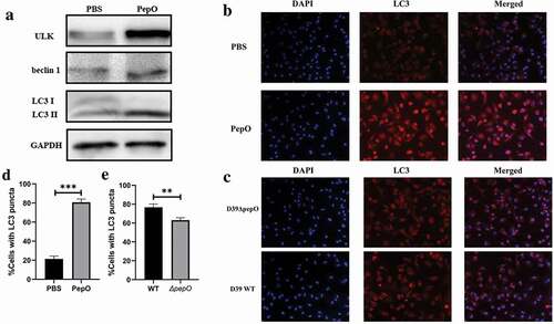 Figure 1. PepO triggers macrophage autophagy. (a) PepO induced the elevation of autophagy marker ULK and beclin 1 and the turnover of LC3 I to LC3 II after 6 h of PepO treatment (10 μg/mL). (b) WT macrophage was differently treated and the LC3 was monitored by immunofluorescent microscopy. Recombinant PepO protein (10 μg/mL) induced obviously LC3 puncta aggregation comparing to PBS treated macrophage. (c) WT D39 infected macrophage showed significantly higher amounts of LC3 puncta than D39ΔpepO infected macrophage after 6 h of infection (MOI = 100). (d) and (e) The cells with numerous LC3 puncta of differently treated macrophage were counted (n = 100) in three independent experiments. Images were representative of three independent experiments. (d) and (e) were the statistical analyzation of (b) and (c), respectively. Data were shown as mean + SEM (n = 3) and are representative of three independent experiments. **p < 0.01; ***p < 0.001. Student’s t-test was employed for statistical analysis