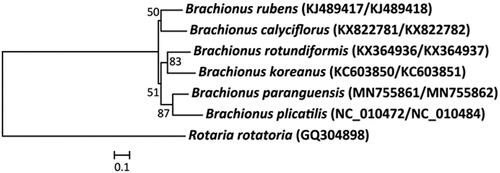 Figure 1. Phylogenetic analysis of the rotifer Brachionus paranguensis (‘Nevada’ strain) mitochondrial DNA. We conducted a comparison of seven rotifer species with two mitochondrial DNA genes (CO1 and Cytb) of bdelloid rotifer and Brachionus rotifers. The amino acid sequences of seven CO1-Cytb genes were aligned by ClustalW. Maximum likelihood (ML) analysis was performed by Raxml 8.2.4 (http://sco.h-its.org/exelixis/software.html) with GTR + γ + I nucleotide substitution model. The rapid bootstrap analysis was conducted with 1000 replications. The bdelloid rotifer Rotaria rotiatoria served as an outgroup. Ln = −12,617.227. Modified from Choi, Lee, Hagiwara, et al. (Citation2019).