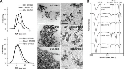 Figure 1 SPIO core diameters were determined by transmission electron microscopy. (A) Representative TEM images of CDX–SPIO20, CDX–SPIO50, CDX–SPIO85, PEG–SPIO50, starch–SPIO50, PAA–SPIO50. White bars represent 100-nm scale, gray bars 30-nm scale. Crystallite core diameter distributions for the different sized CDX–SPIOs are shown in the upper plot and distributions for the differently coated SPIOs in the lower plot. Distribution was determined by measuring n ≥ 50 cores per SPIO type. Mean core diameter and standard deviation of all SPIO types are also presented in Lohrke et al.Citation11 FTIR spectra of all 50 nm SPIOs are shown in (B).Abbreviations: CDX, carboxydextran; FTIR, fourier transform infrared spectroscopy; PAA, polyacrylic acid; PEG, polyethylene glycol; SPIO, superparamagnetic iron oxide nanoparticle.