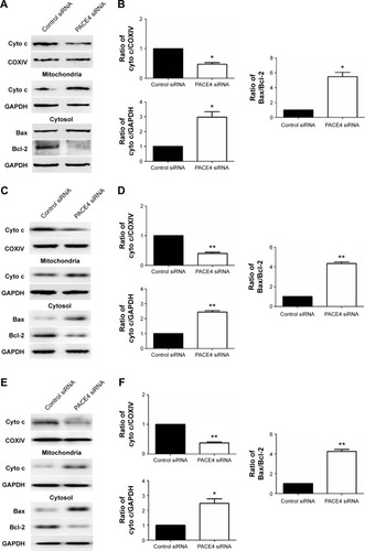 Figure 5 Regulation of mediators in the mitochondrial pathway in apoptotic cells by PACE4 siRNA.