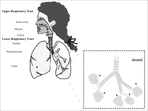 Figure 1 Regions of the respiratory system.