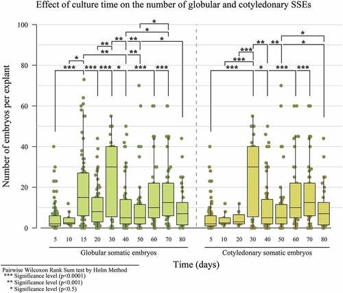 Figure 7. The effect of culture time on the number of globular and cotyledonary SSEs formed for IMC67 in the CM2 culture medium.
