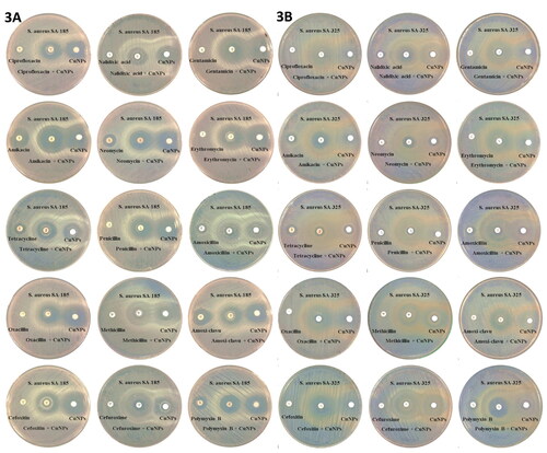 Figure 3. Synergistic activity y of CuO-NP combinations with standard antibiotics against S. aureus (A) S. aureus SA-185 and (B) S. aureus SA-325.