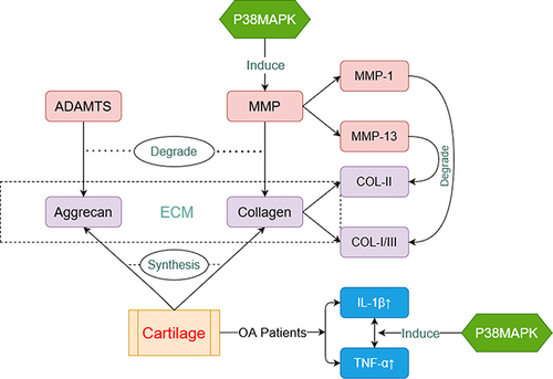 Figure 2 Pathophysiology of OA related to p38MAPK. Aggrecan and collagen (purple box) are major components of cartilage. They are able to decomposed by a disintegrin-like and metalloproteinase with the thrombospondin motifs (ADAMTS) and matrix metalloproteinase (MMP) (red box) respectively. P38MAPK can induce expressions of MMP. IL-β and TNF-α (blue box) are always at a high level in cartilage of OA Patients. P38MAPK is also involved in this process.