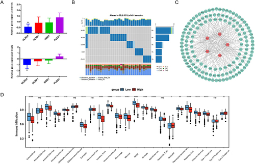 Figure 2 Expressions of characteristics genes and degree of immune cell infiltration in LUAD patients. (A) Expression of characteristic genes in tissue samples; (B) Mutant waterfall map of characteristic genes; (C) Transcription factors of characteristic genes; (D) Difference in infiltration degree of 23 immune cells in high and low-risk score patients. *P < 0.05; **P < 0.01; *** P < 0.001; **** P < 0.0001.