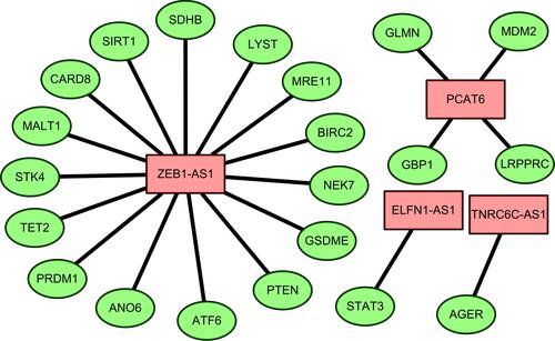 Figure 3 Co-expression network of pyroptosis genes and lncRNAs. Green nodes indicate pyroptosis genes and red nodes represent lncRNAs.