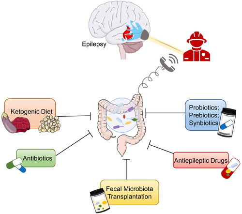 Figure 4. Potential therapies for epilepsy based on gut microbiota (Ding et al. Citation2021).