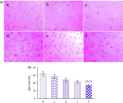 Figure 5. Dual-targeting effect in co-culture model of BMVEC/U87 glioma cells after addition of the varying formulations in vitro. A. Microscopic photographs of dual-targeting effects, B. Survival rates (%) of U87 cells in co-culture model. a. blank micelles; b. paclitaxel micelles; c. artemether plus paclitaxel micelles; d. BK modified artemether plus paclitaxel micelles; e. MAN modified artemether plus paclitaxel micelles; f. dual-targeted artemether plus paclitaxel micelles; p < .05; 1, vs. b; 2, vs. c; 3, vs. d; 4, vs. e. Data are presented as the mean ± standard deviation (n = 3).
