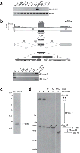 Figure 2. Platelet-specific circRNA Plt-circR4. (a) Plt-circR4 is exclusively expressed in platelets. Plt-circR4 was detected by semi-quantitative RT-PCR, comparing platelets and cell lines indicated. (b) Exon-intron structure of Plt-circR4 genomic locus and its expression. RNA-seq read coverage is displayed above the four exons, and the read counts for the circRNA-junction of exon 3 and the linear splice junctions are indicated below. The region around the Hsmar1 transposon is shown enlarged, including its terminal inverted repeats (arrows). The bottom panel shows RT-PCR detection of circular and linear isoforms, using total RNA from platelets after mock or RNase R treatment. (c) Glyoxal Northern blot analysis reveals exact size of Plt-circR4. Total platelet RNA was analysed by glyoxal agarose gel electrophoresis and Northern blotting. (d) Evidence for circularity of Plt-circR4 by combined Northern/RNase H analysis. The experimental strategy is outlined on the right, including expected fragment sizes after oligonucleotide-directed RNase H cleavage. Total RNA from platelets was treated by RNase H, using either a single antisense oligonucleotide (oligo #1 or #2) or both in combination (oligo #1/2). Control reactions were done in the absence of oligonucleotide and with/without RNase H. RNA was analysed by denaturing polyacrylamide gel electrophoresis and Northern blotting. The mobilities of RNase H-cleaved species are indicated by arrows.