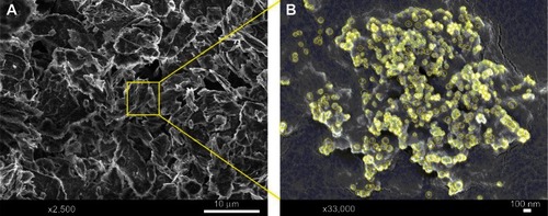 Figure 5 Scanning electron microscopy micrographs of talc/magnetite nanocomposites with (A) low and (B) high magnification.