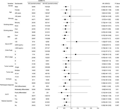 Figure 8 Stratified survival analysis results of ACBD4-rs4986172 in Guangxi HBV-related HCC cohort.