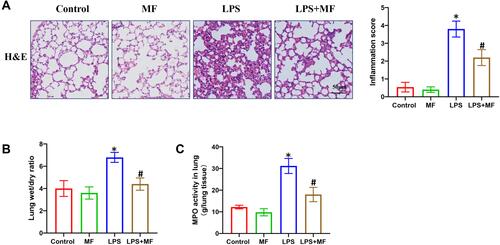 Figure 1 MF protects against LPS-induced pathological injury of murine lung tissue. (A) H&E staining of murine lung tissues. (B) Lung wet/dry ratio in the indicated groups. (C) MPO activity in the indicated groups. (n = 5, *P<0.05 vs Control group, #P<0.05 vs LPS group).