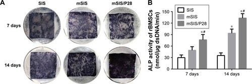 Figure 7 Osteogenic differentiation analysis.Notes: (A) ALP staining of rBMSCs-OVX cells on SIS, mSIS, and mSIS/P28 scaffolds at days 7 and 14. (B) The quantification of ALP activity in cells on membranes at days 7 and 14. Statistical significance is indicated by *p<0.05 compared to pure SIS group and #p<0.05 compared to mSIS group.Abbreviations: ALP, alkaline phosphatase; mSIS, mineralized SIS; OVX, ovariectomy; rBMSCs-OVX, bone marrow stromal stem cells from ovariectomized rats; SIS, small intestinal submucosa.