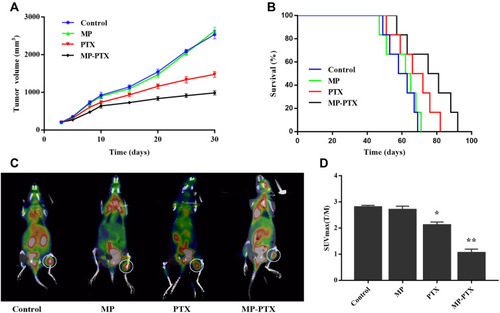 Figure 5 Anti-tumor effect of MP-PTX in vivo. (A) Tumor volume curve in control, MP, PTX and MP-PTX-treated mice. Data are shown as the means ± SD (n = 6). (B) The Kaplan–Meier survival curve of control, MP, PTX and MP-PTX-treated mice. The anti-tumor effect upon MP-PTX treatment was better compared to that of other treatments. (C) 18F-FDG PET/CT imaging to explore the early therapeutic effect of MP-PTX, MP and PTX alone in nude mice. The white circle delineated the tumor tissue. (D) Bar chart representing the level of glucose metabolism in control, MP, PTX and MP-PTX. PTX group and MP-PTX group showed lower glucose metabolism compared to the control group. MP-PTX was more efficient than PTX in reducing glucose metabolism. (T) Tumor tissue; (M) Muscle; T/M = Tumor SUVmax/Muscle SUVmax (*P < 0.05, **p < 0.01).
