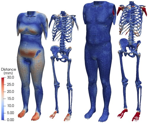 Figure 4. Model-to-model absolute distance between the target geometry and personalized pedestrian HBMs of the female outer skin and skeleton (left) and male outer skin and skeleton (right). Red indicates a larger absolute error, and blue shows a perfect overlap.