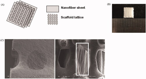 Figure 1. Hierarchical structure of the three-layered scaffold. (A) Schematic illustration of the process used to fabricate the scaffold. (B) Macroscopic view of the scaffold. (C) Scanning electron microscope (SEM) images of the scaffold surface and sides.