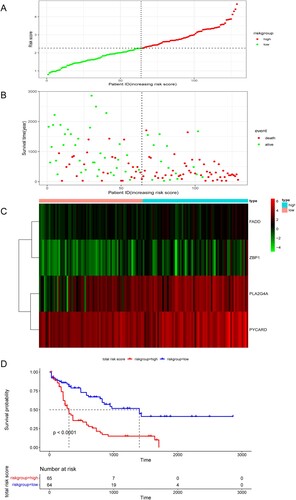 Figure 2. (A,B) Risk scores and survival status of AML patients. (C) Heatmap depicting the different expressions of the four NRGs in different AML cohorts. (D) Kaplan–Meier survival curve for the four gene signature.