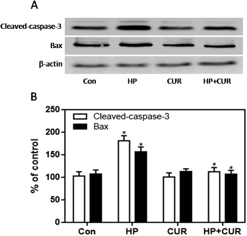 Figure 7. Effect of curcumin (20 μM) on the increased expression of cleaved caspase-3 and Bax in INS-1 cells treated with HP. Cleaved caspase-3 and Bax were detected by western blot. A. Representative bands of cleaved caspase-3 and Bax (inner reference: β-actin). B. Quantitative analysis of cleaved caspase-3 and Bax expression (*p < .05 vs Con group, #p < .05 vs HP group). n = 5 independent experiments. CUR, curcumin; HP, 30 mM glucose+0.5 mM palmitate; Con, control.