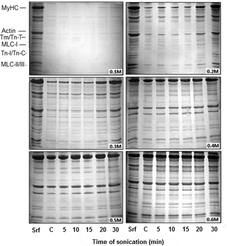 FIGURE 2 SDS-PAGE profiles of proteins in sonication solubilised AM at various NaCl dilutions (Srf). Equal volume (10 µL) of each sample was loaded in individual pocket. Notation sequence below the lanes 1-2 shows: Srf = Standard reference (0.6 M NAM); C = Supernatant of unsonicated control at corresponding dilution. Subsequent notations (5, 10, 15, 20, and 30) indicate time in minutes at which supernatants were obtained. MyHC = Myosin heavy chain (200 kDa); Actin (46 kDa); Tm (Tropomyosin) = 37; Tn T (Troponin T) = 35; Tn I (Troponin I) = 24; Tn C (Troponin C) = 20; MLC I (Myosin light chain I) = 26; MLC II = 18; MLC III = 16.