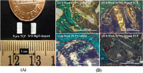 Figure 4. (A) 3D printed tissues; (B) microscopy image of (a) and (c) 3DP pure TCP implants and (b) and (d) Sr/Mg-doped TCP implants, showing the development of new bone formation and bone remodeling inside the interconnected macro and intrinsic micro pores of 3DP scaffolds after four and eight weeks in a rat distal femur model. Modified Masson–Goldner trichrome staining of transverse section. OB: old bone, NB: new bone, O: osteoid, and BM: bone marrow. Color description: dark gray/black = scaffold; orange/red = osteoid; green/bluish = new mineralized bone (NMB)/old bone. Reproduced from S Tarafder et al 2013 Biomater. Sci. 1 1250–9, with permission of The Royal Society of Chemistry.