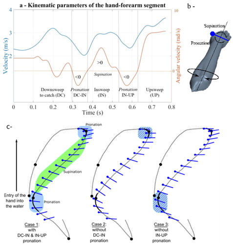 Figure 1. (a) norm of translational velocity of the hand in the global reference (blue curve) and rotational speed of the hand (red curve). (b) pronation, supination of the hand; (c) top view of three hand aquatic strokes: case 1: with DC-IN and IN-UP pronation; case 2, without DC-IN pronation, case 3: without IN-UP pronation.