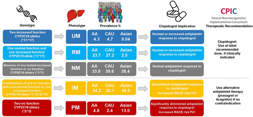Figure 1 CYP2C19 metabolizer phenotypes, response to clopidogrel, and therapeutic recommendations. Clopidogrel genotype, metabolizer phenotype, estimated population frequency in Caucasians (European), African-Americans and Asian (East Asian), and implications and therapeutic recommendations for clopidogrel according to the Clinical Pharmacogenomics Implementation Consortium guidelines.Citation4,Citation15 Patients with one nonfunctional and one increased function allele (eg, CYP2C19*2/*17 diplotype) are classified as intermediate metabolizers. Metabolizer phenotype prevalence was estimated using minor allele frequencies provided in the CPIC CYP2C19 Frequency TableCitation4 and Hardy-Weinberg calculations.Abbreviations: AA, African-American; CAU, Caucasian; IM, intermediate metabolizer; NM, normal metabolizer; PM, poor metabolizer; RM, rapid metabolizer; UM, ultrarapid metabolizer.