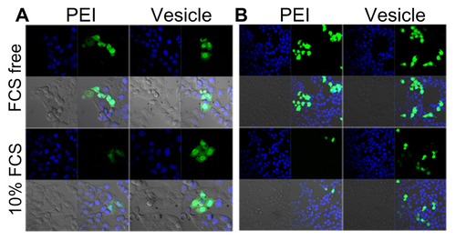 Figure S4 Plasmid DNA transferring comparison between polyethylenimine and PBMA75-b-PNAM51 block copolymer vesicle HepG2 (A) and 293T (B) cell lines, as indicated by confocal laser scanning microscopy either with or without fetal bovine serum.Abbreviation: PBMA75-b-PNAM51, poly(n-butyl methacrylate)x-b-poly(N-acryloylmorpholine)y, with hydrophobic to hydrophilic block ratio regulated at 73/51.
