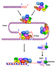 Cover image for JAK-STAT, Volume 2, Issue 4, 2013