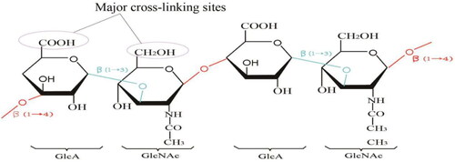 Figure 2. HA structure diagram and main cross-linking sites.