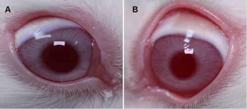 Figure 5 Representative images of the in vivo rabbit ocular irritation test. (A) E-SLNs, (B) Saline.