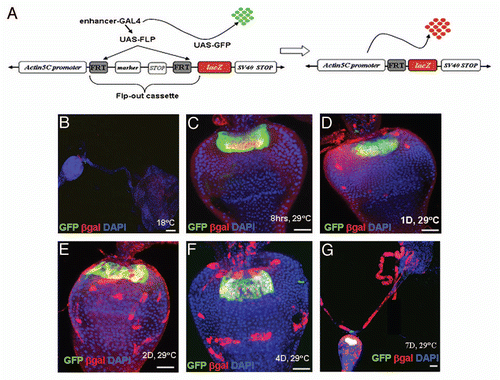 Figure 3 F/M junction cells are multipotent stem cells of the gastric and stomach organs. (A) Schematic diagram of the cell lineage marking system. After shifting the flies with genotype UAS-FLP/+; wg-Gal4 UAS-GFP/actin5C-FRT-draf-FRT-tau-lacZ; tub-Gal80ts/+ to 29°C, the Gal4 was activated and drove GFP (green) and FLP recombinase expression. The FLP recombinase then removed the ‘FLP-out’ cassette so that the constitutive actin5C promoter drove lacZ expression (red) permanently within all subsequent daughter cells. Flies with the genotype UAS-FLP/+; wg-Gal4 UAS-GFP/actin5C-FRT-draf-FRT-tau-lacZ; tub-Gal80ts/+ (B–G) were cultured at the permissive temperature (18° C, B) and then shifted to the restricted temperature (29°C) for 8 hours (C), 1 day (D), 2 days (E), 4 days (F), and 7 days (G). The cardia was stained with anti-GFP (green), anti-β-gal (red), and DAPI (blue). Anterior is at the top in all panels. Scale bars: 50 βm (B, G); 20 βm (C–F).