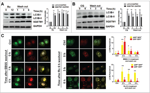 Figure 3. Ro irreversibly inhibits autophagic flux. (A and B) After ECA-109 cells treated with Ro (50 μM) for 12 h or CQ (20 μM) for 6 h, the compounds were washed out and proteins were extracted at the indicated time points. The SQSTM1:GAPDH and LC3B-II:GAPDH ratios were calculated from 3 independent experiments. (C) ECA-109 cells transfected with mRFP-GFP-LC3B plasmid were either treated with 50 μM Ro or starved in EBSS for 3 h. Cells were then fixed at the indicated times and subjected to confocal microscopy. The number of yellow or red LC3B puncta was also quantified. At least 50 cells from 5 representative fields were counted in each independent experiment. * indicates a significant difference from the controls. **, P < 0.005; *, P < 0.05. Scale bar: 10 μm.