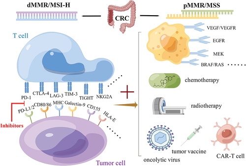 Figure 1 Immunological checkpoints and combination therapies of CRC. The mismatch repair (MMR)/microsatellite instability (MSI) system is the most important indicator for CRC classification. ICIs have a significant effect in patients with dMMR/MSI-H who can benefit from them.The pMMR/MSS population has no obvious benefits due to its inherent immunosuppressive characteristics, low tumor lymphocyte infiltration level, and low tumor mutation burden (TMB). The combination of ICIs and other treatment schemes for pMMR/MSS CRC patients may achieve a certain effect due to the change in tumor microenvironment (By Figdraw).