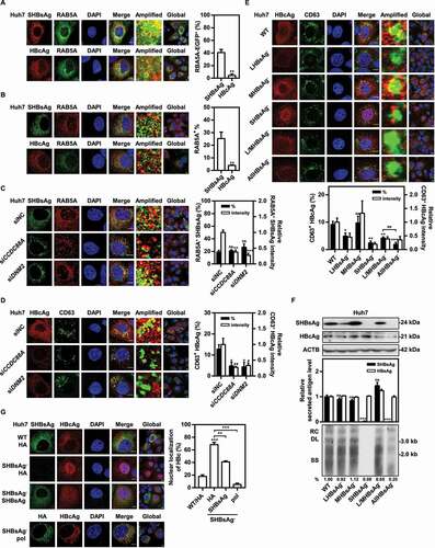 Figure 5. CCDC88A or DNM2 silencing reduces colocalization of SHBsAg with early endosomes and prevents core particles from entering MVBs. Huh7 cells were cotransfected with pSM2, with (A) or without (B) RAB5A-EGFP plasmids for 48 h. (C) Huh7 cells were cotransfected with pSM2 and siCCDC88A or siDNM2 for 48 h. The colocalization of SHBsAg with RAB5A was imaged. Scale bar: 10 μm. (D) Huh7 cells were cotransfected with pSM2 and siCCDC88A or siDNM2 for 48 h. (E) Huh7 cells were transfected with HBV deletion mutant plasmids, including LHBsAg−, MHBsAg−, SHBsAg−, L/MHBsAg− and AllHBsAg− plasmids for 48 h. The colocalization of HBcAg and CD63 was measured. Scale bar: 10 μm. The fluorescence intensity of target proteins, and the colocalization between target proteins or with organelle marker proteins were analyzed using ImageJ software. The results presented in the graphs were calculated from at least 5 cells. (F) Huh7 cells were transfected with the HBV wild-type (WT) and HBV deletion mutant plasmids, including LHBsAg−, MHBsAg−, SHBsAg−, L/MHBsAg− and AllHBsAg− plasmids, for 72 h. The HBV gene expression and replication were analyzed. (G) Huh7 cells were transfected with the HBV WT plasmid or cotransfected with the HBV deletion mutant plasmid SHBsAg−, and HA-SHBsAg, HA-pol or empty vector for 48 h. The expression of HBcAg and SHBsAg or HA was detected. Scale bar: 10 μm. *, #p < 0.05; **, ##p < 0.01; ***p < 0.001; ns, not significant.