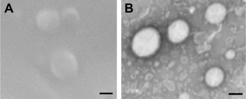 Figure 2 SEM and TEM images.Notes: SEM (A) and TEM (B) images of a lyophilized preparation of SN-38-loaded EPC/DOPS liposomes. The bar is equivalent to 100 nm.Abbreviations: TEM, transmission electron microscopy; SEM, scanning electron microscopy; SN-38, irinotecan metabolite; EPC, egg yolk phosphatidylcholine; DOPS, L-α-dioleoyl-phosphatidylserine.